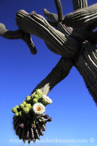 Saguaro Flowers 2
Tonto National Forest, Rio Verde, AZ. Saguaro Flowers 2
Tonto National Forest, Rio Verde, AZ.